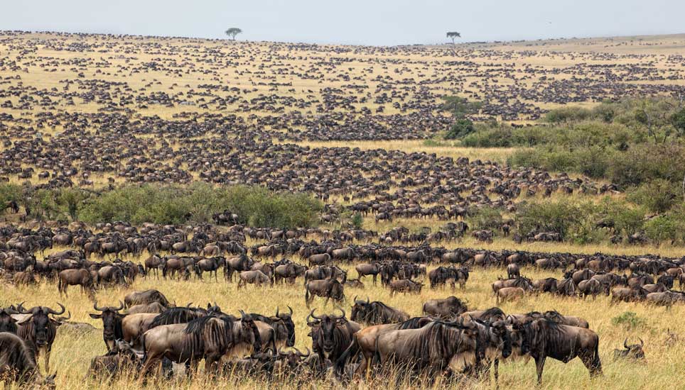 Photo of a herd of wildebeest