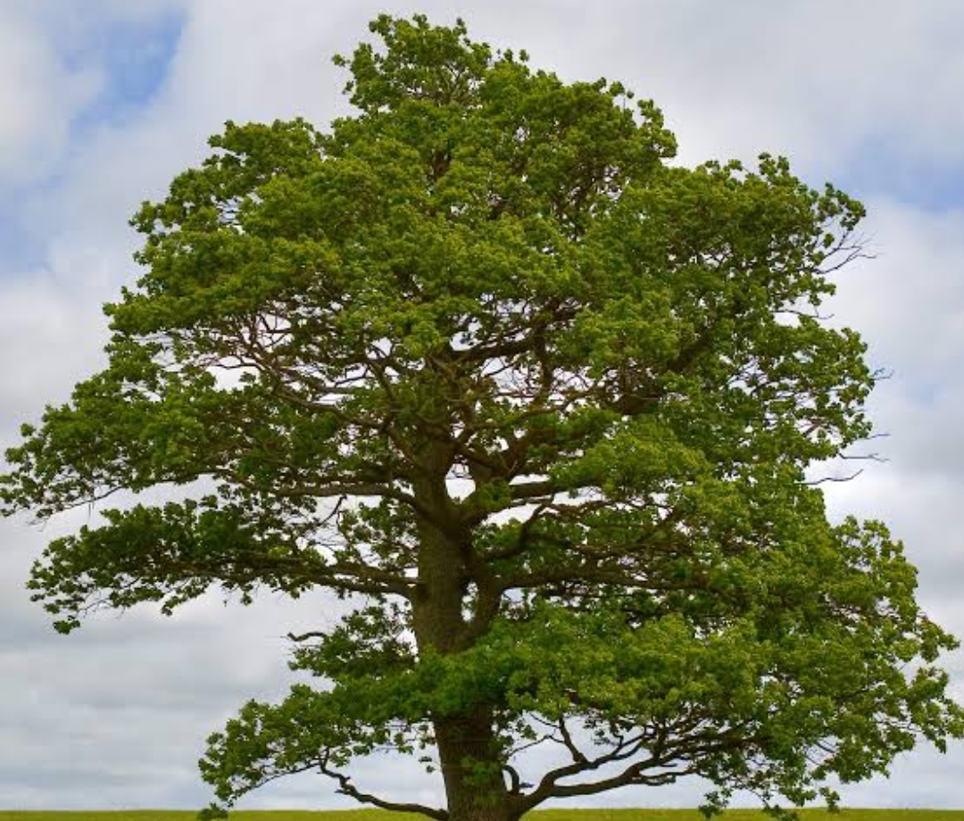 Eco Trees